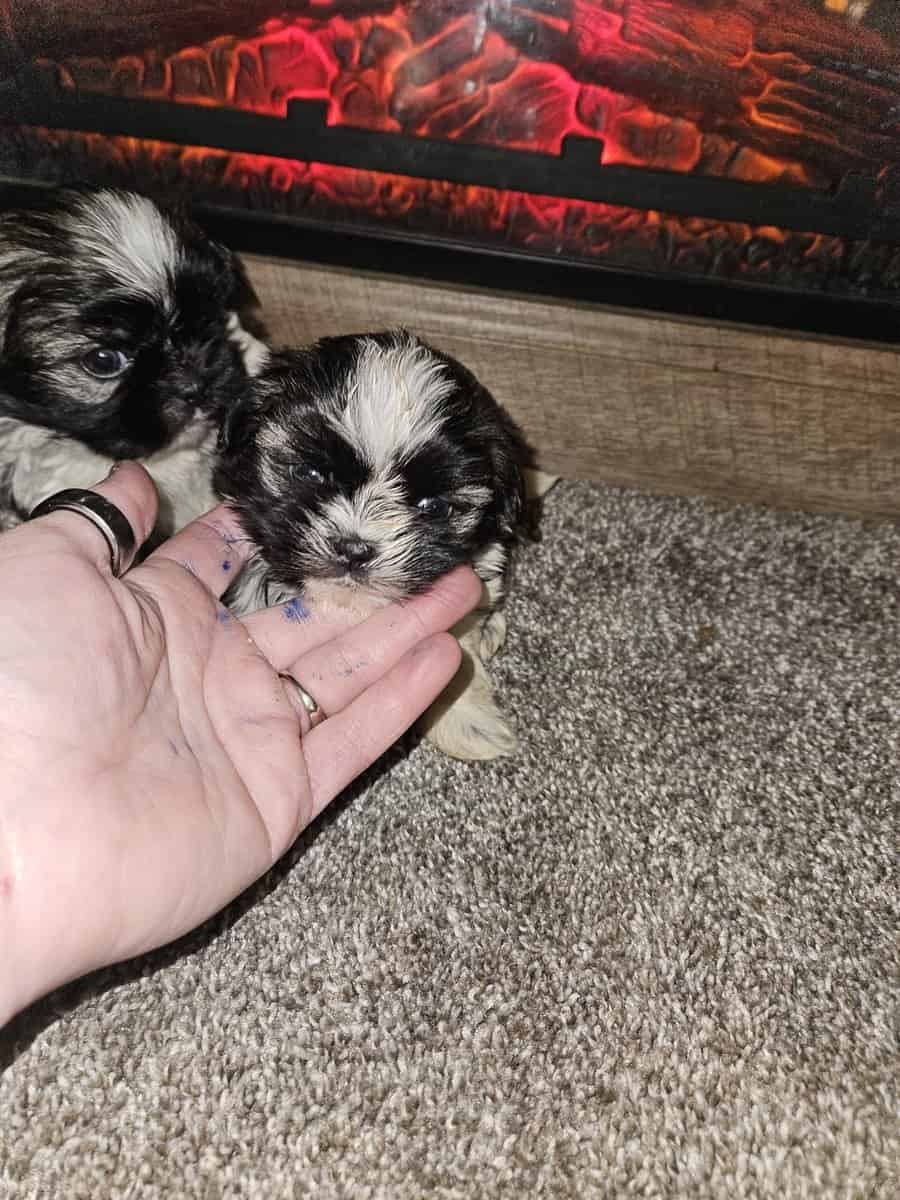Imperial Shih-tzu Puppies image 7