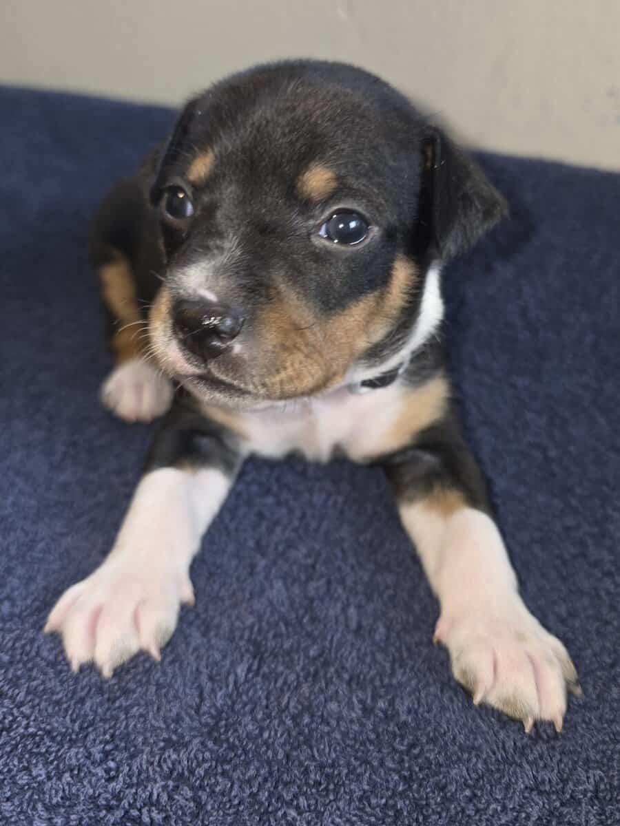 Rat Terrier Puppies image 3