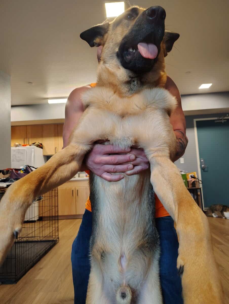 German shepherd image 5