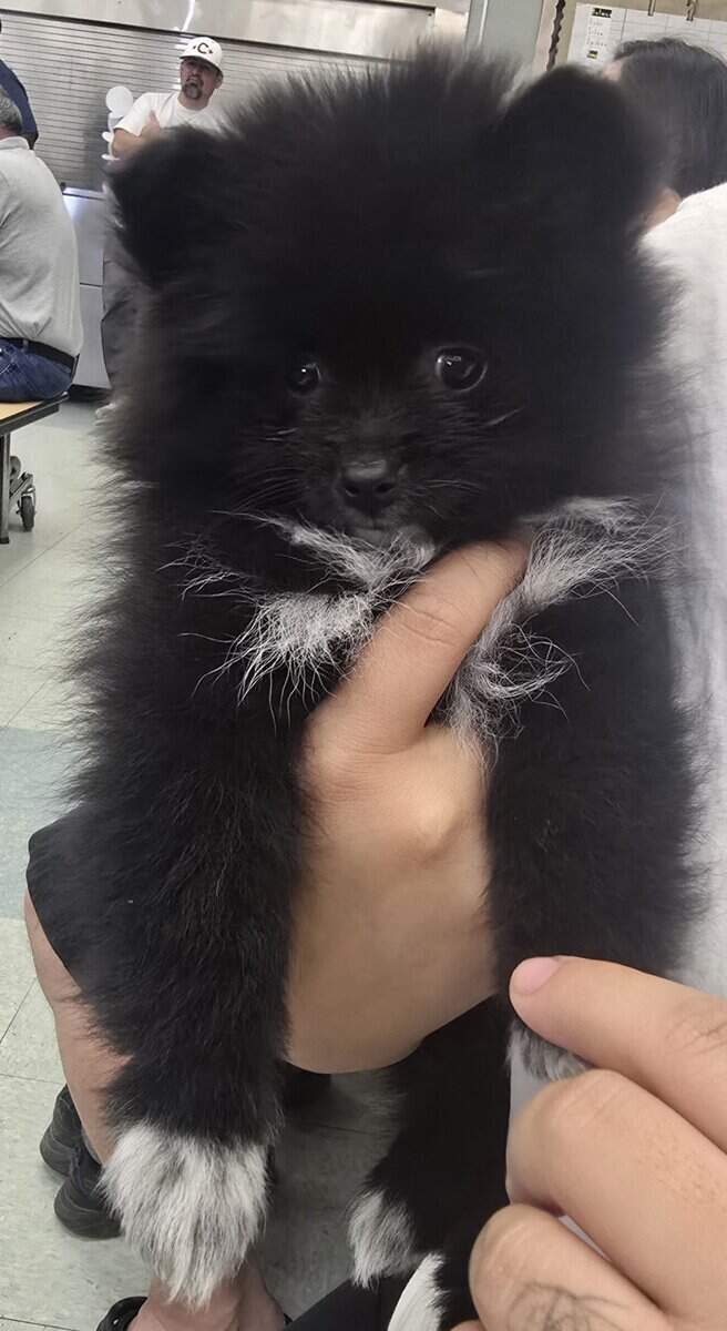 Pomeranians Ready image 3