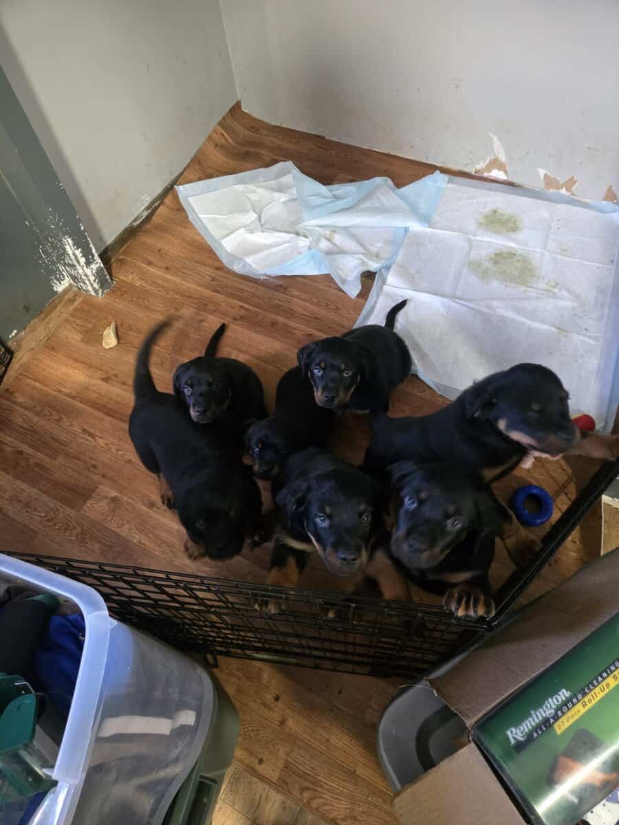 AKC registered Rottweiler puppies image 2