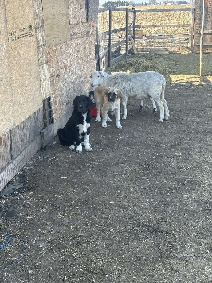 Great Pyrenees and Lab mix image 1