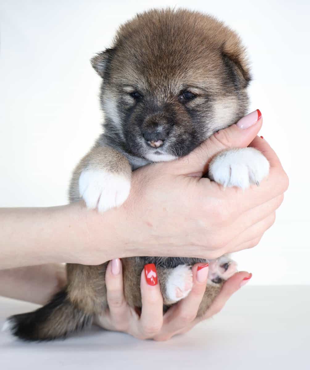 Hawaii Blossom, Sesame Shiba Inu girl image 1
