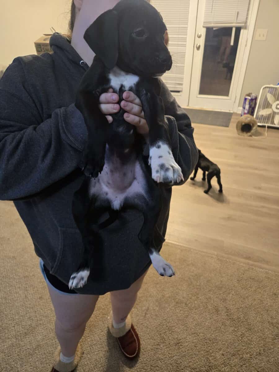 german short hair boxer mix puppies image 4