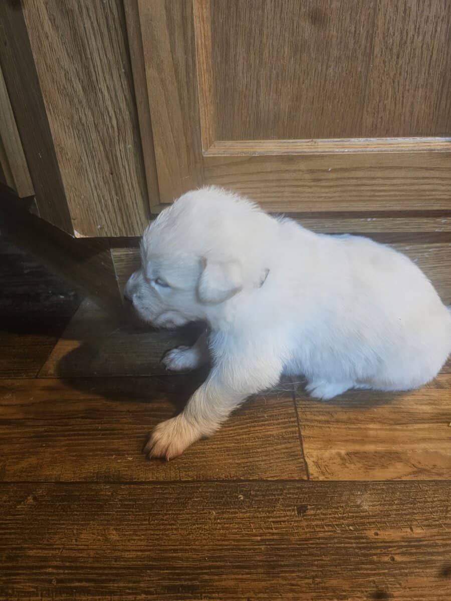 11 malamute mix puppies image 1