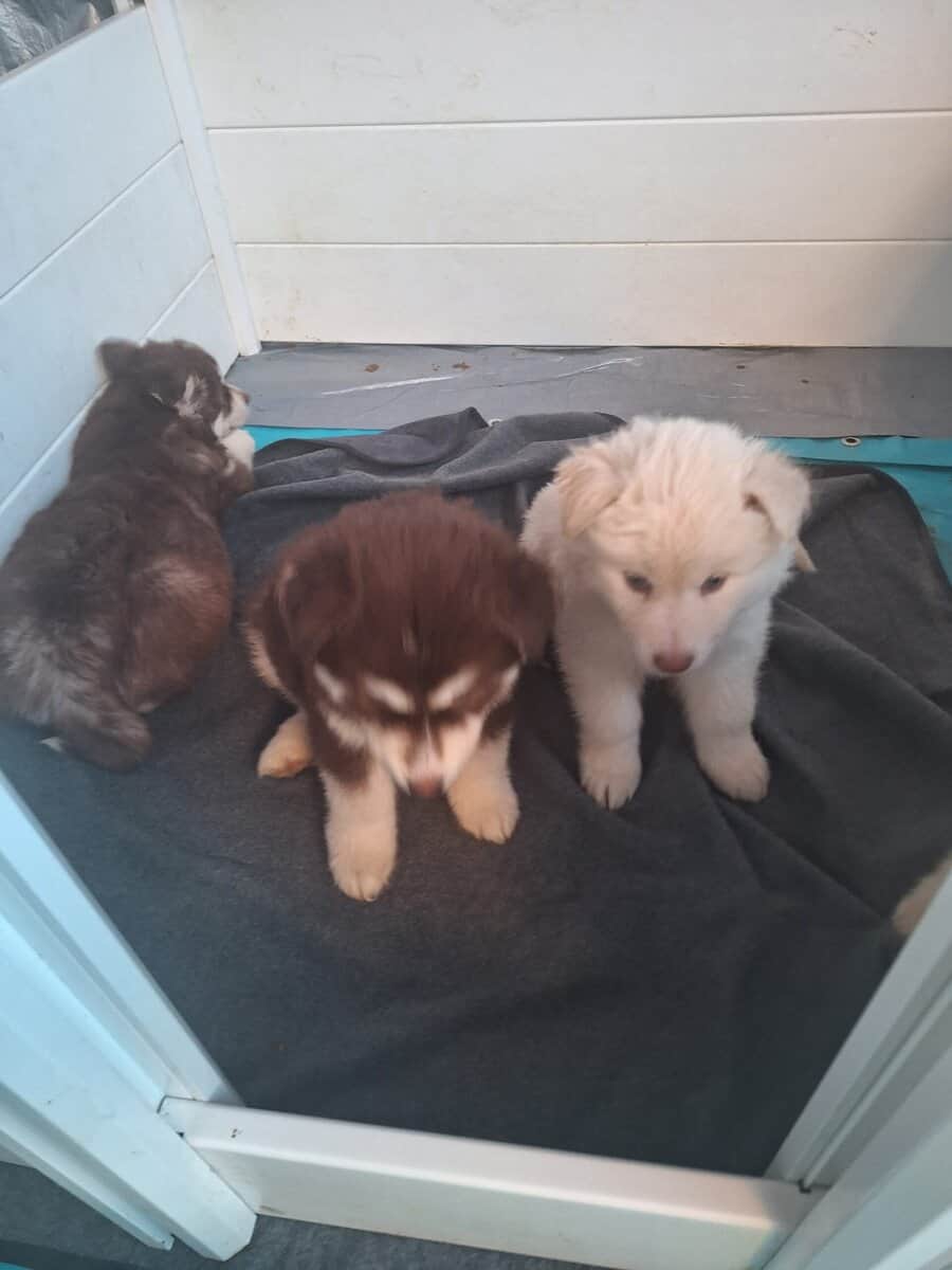 Siberian Husky Puppies image 2