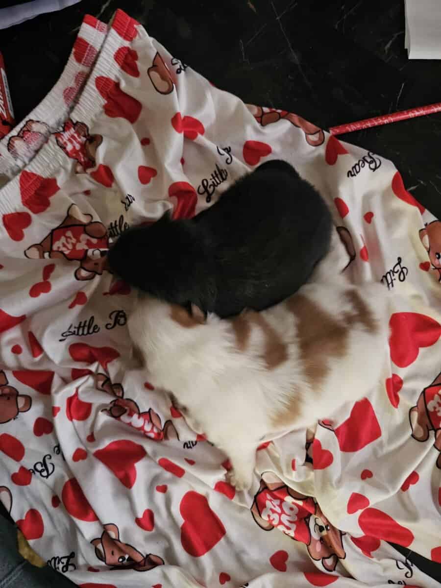 Pomeranian puppy image 2