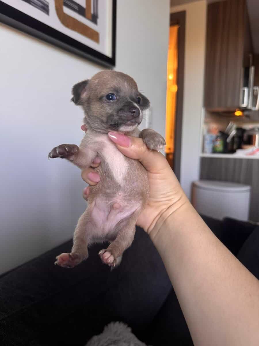 Beautiful Chihuahua puppies image 2