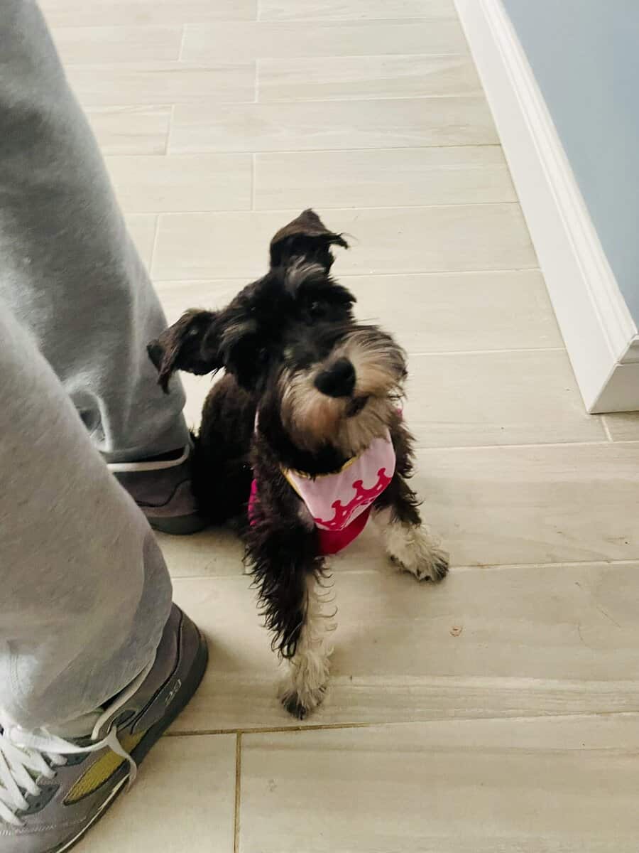 AKC Black & Silver Mini Schnauzer 3 yrs old image 6