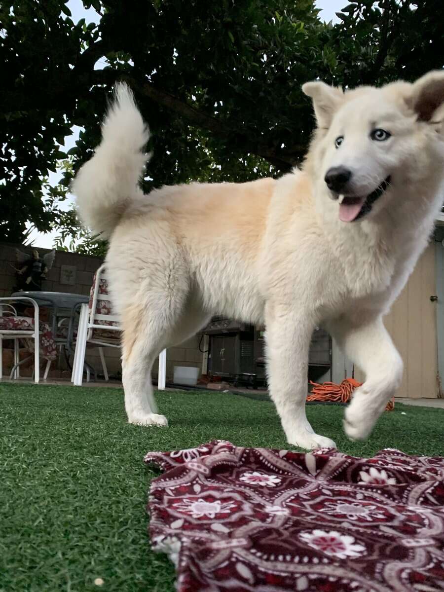 Rehome image 1