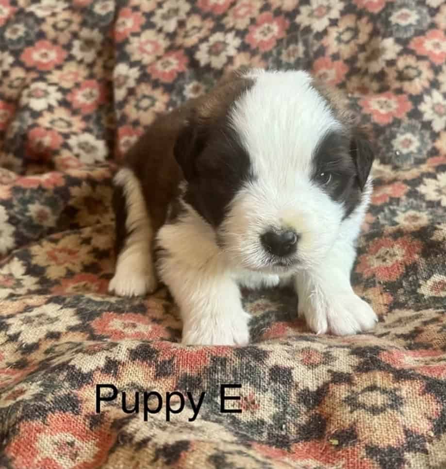 11 Perfect Baby Saint Bernards image 10