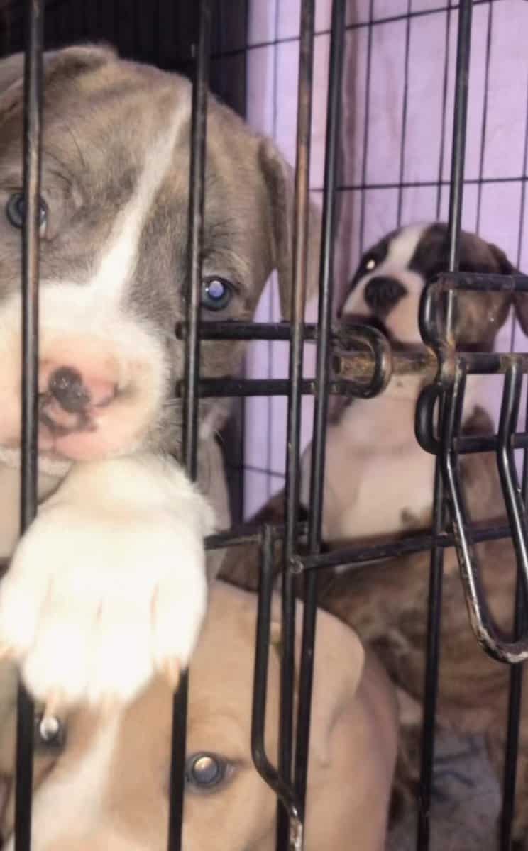 PitBull Puppies image 7