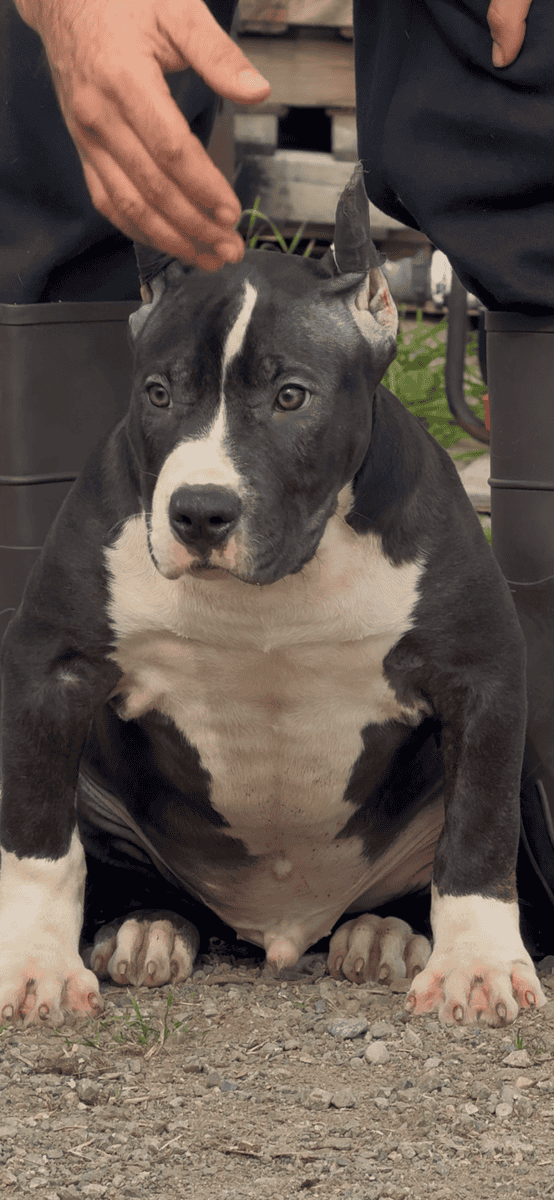 Xl American bully image 2