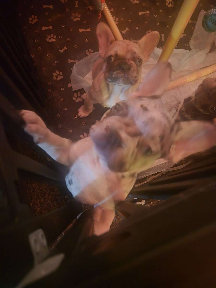Frenchies ready for forever homes image 6