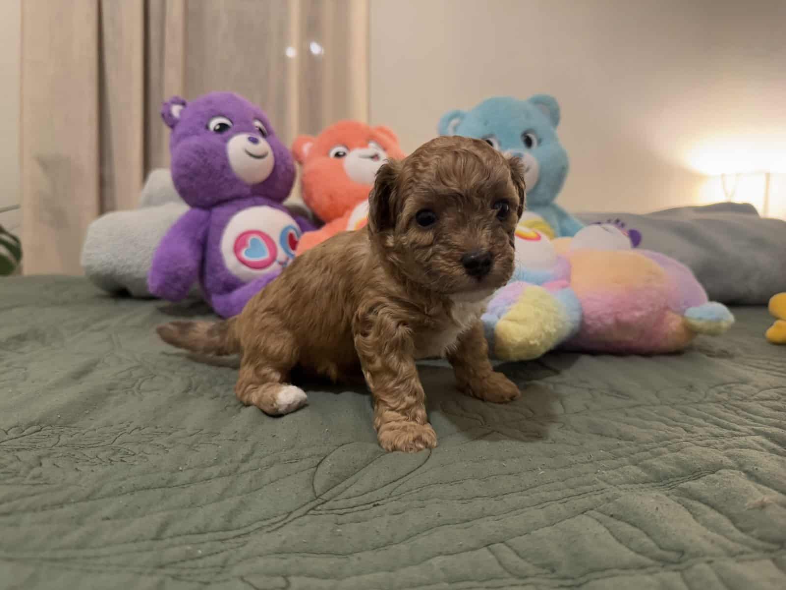 Toy poodles image 4