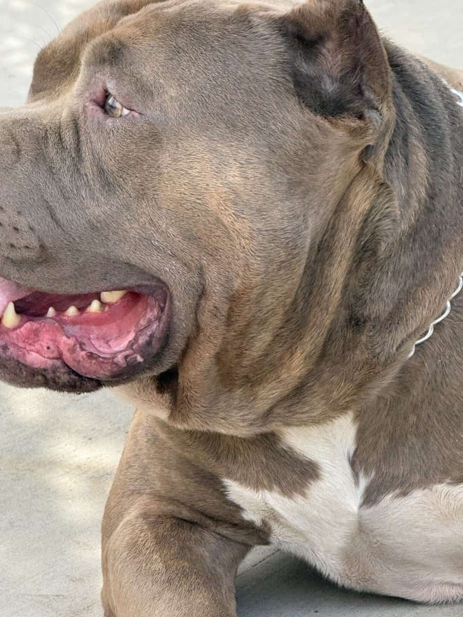 Standard brindle male bully open for stud image 10
