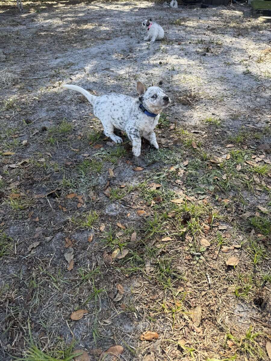 Blue Heeler Puppies for sale image 12