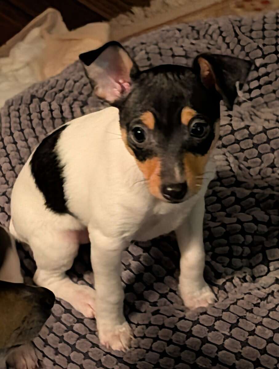 Toy Fox Terrier AKC Registered image 5
