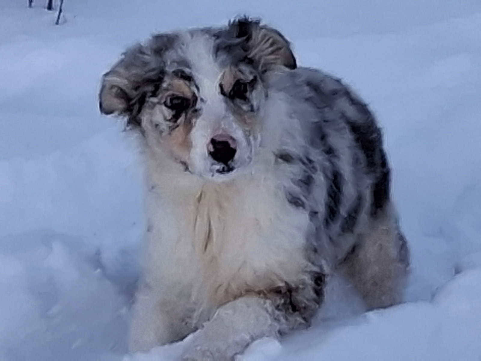 4 Australian shepherds puppy’s image 3