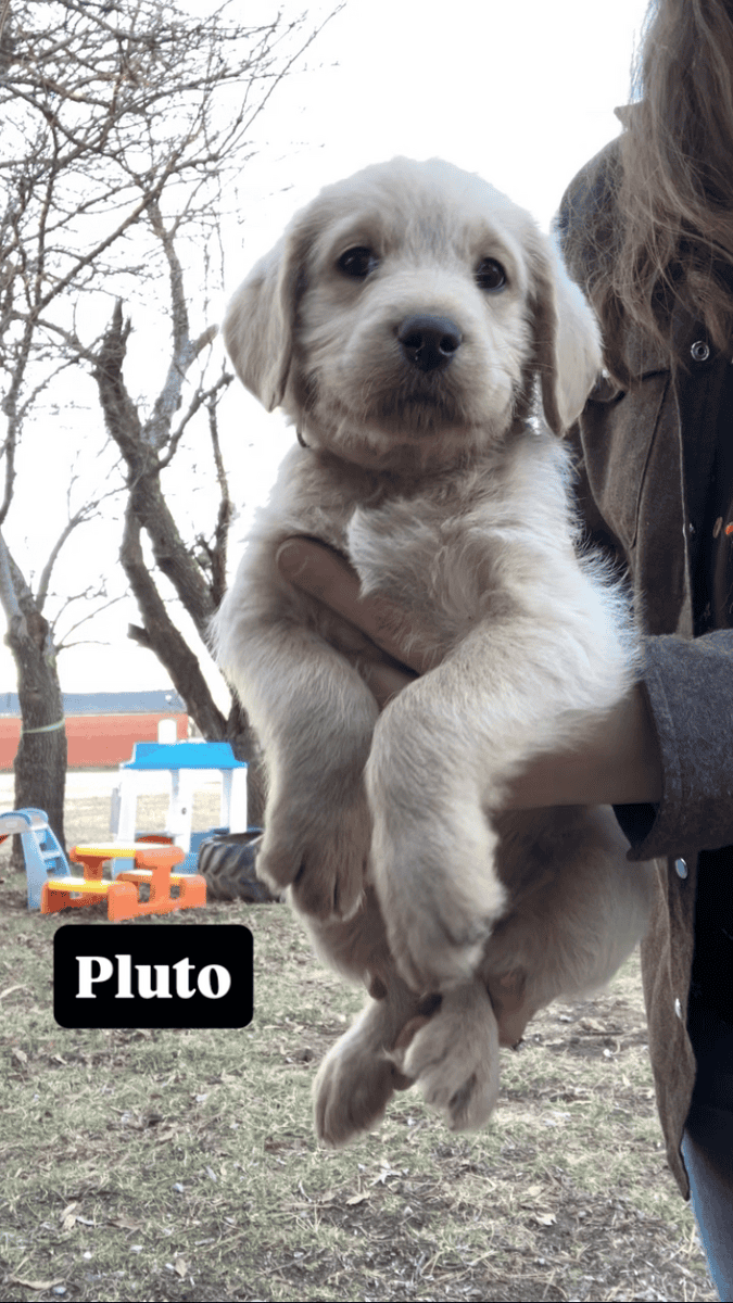 Kansas Labradoodles image 3