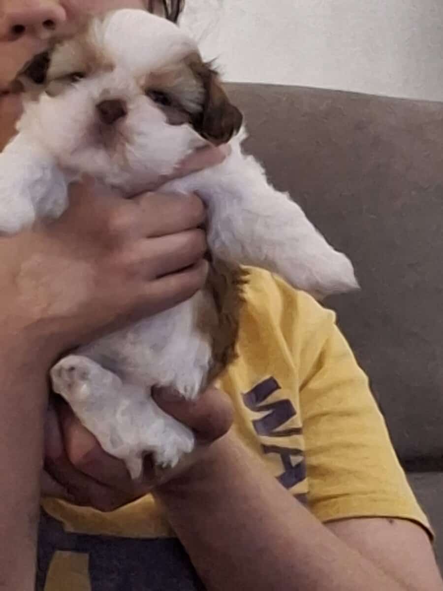 Shih tuz puppies image 5