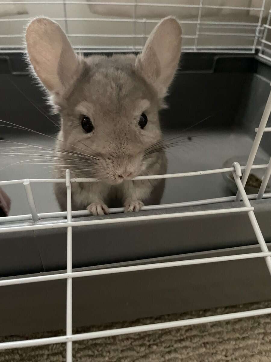 Chinchilla image 2