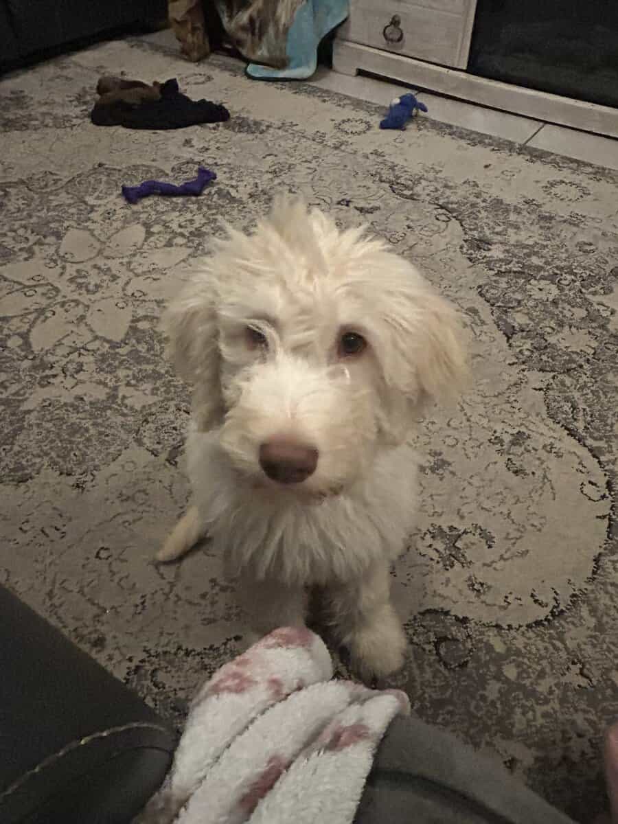 Labradoodle puppy image 4
