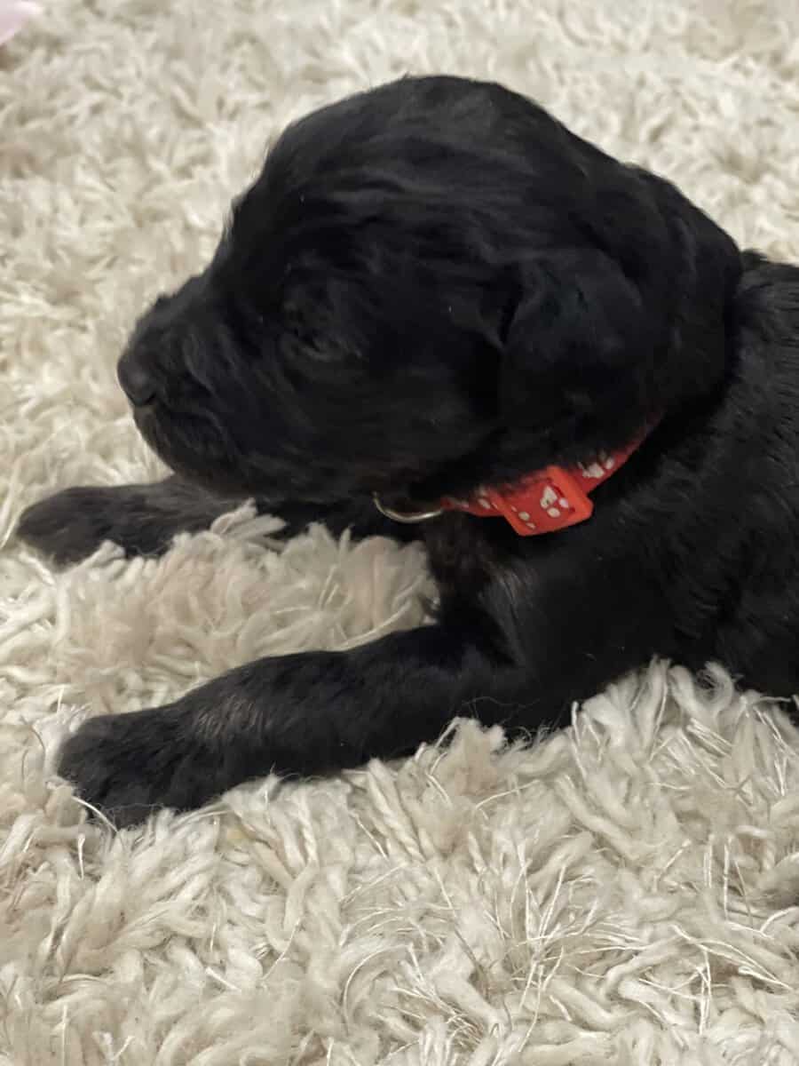 Red Collar Girl Goldendoodle image 3