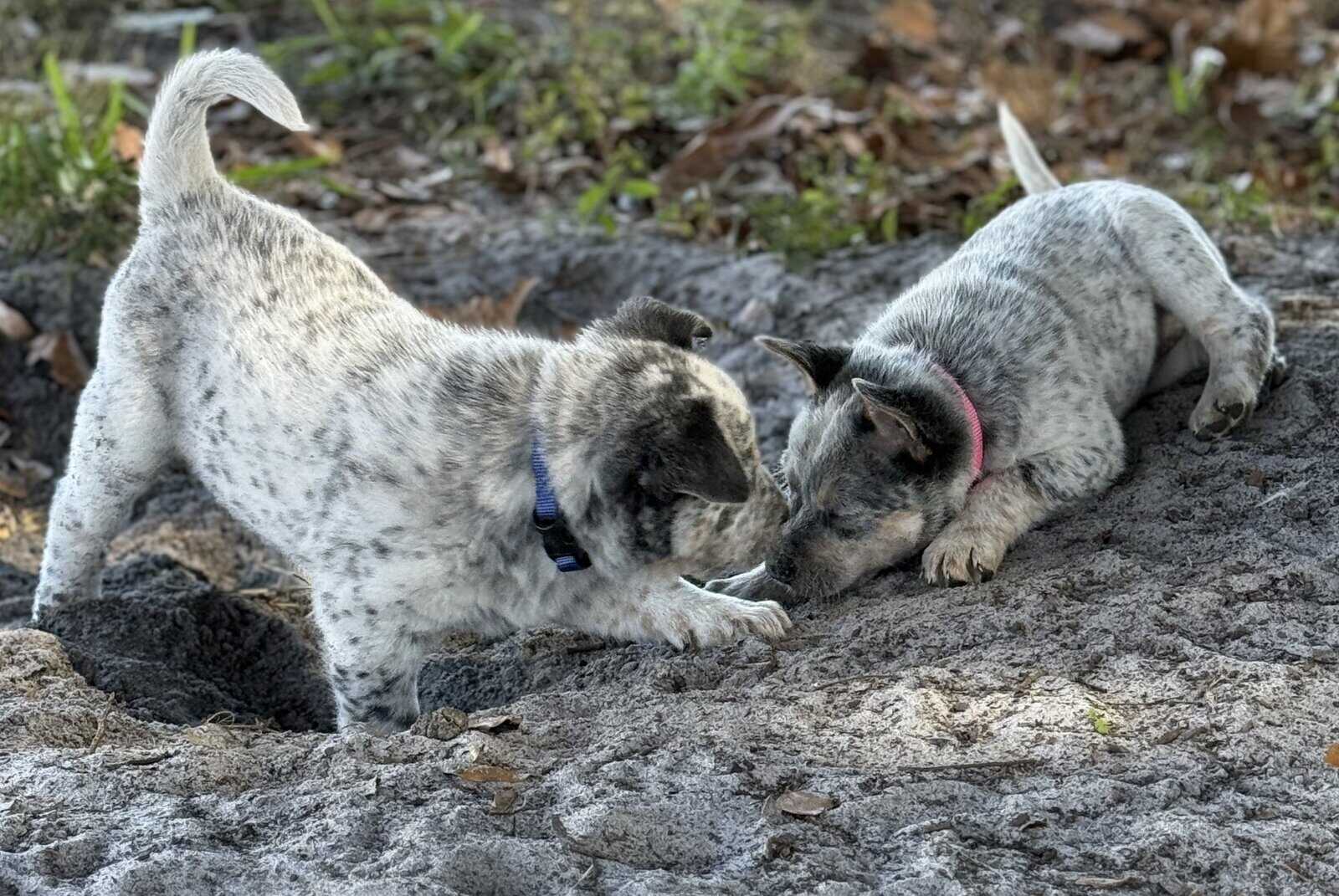 Blue Heeler Puppies for sale image 8