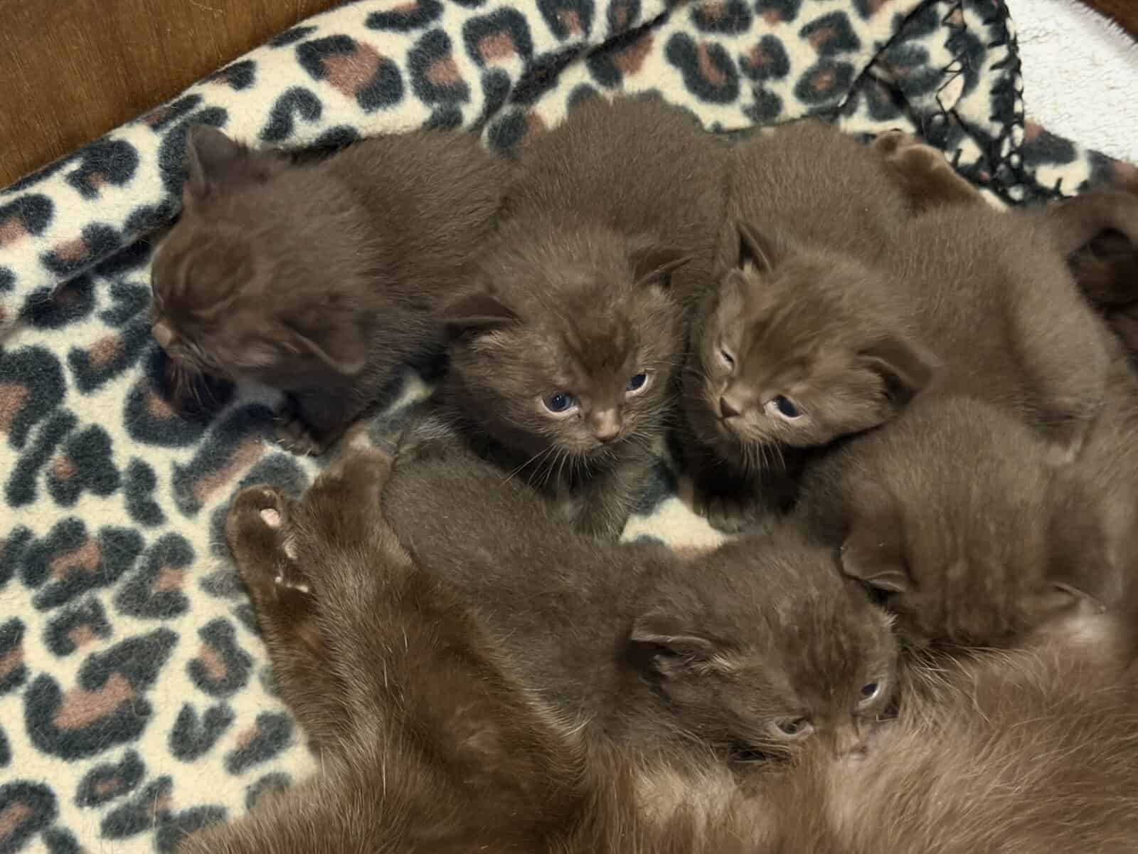 British Shorthair Kittens image 1