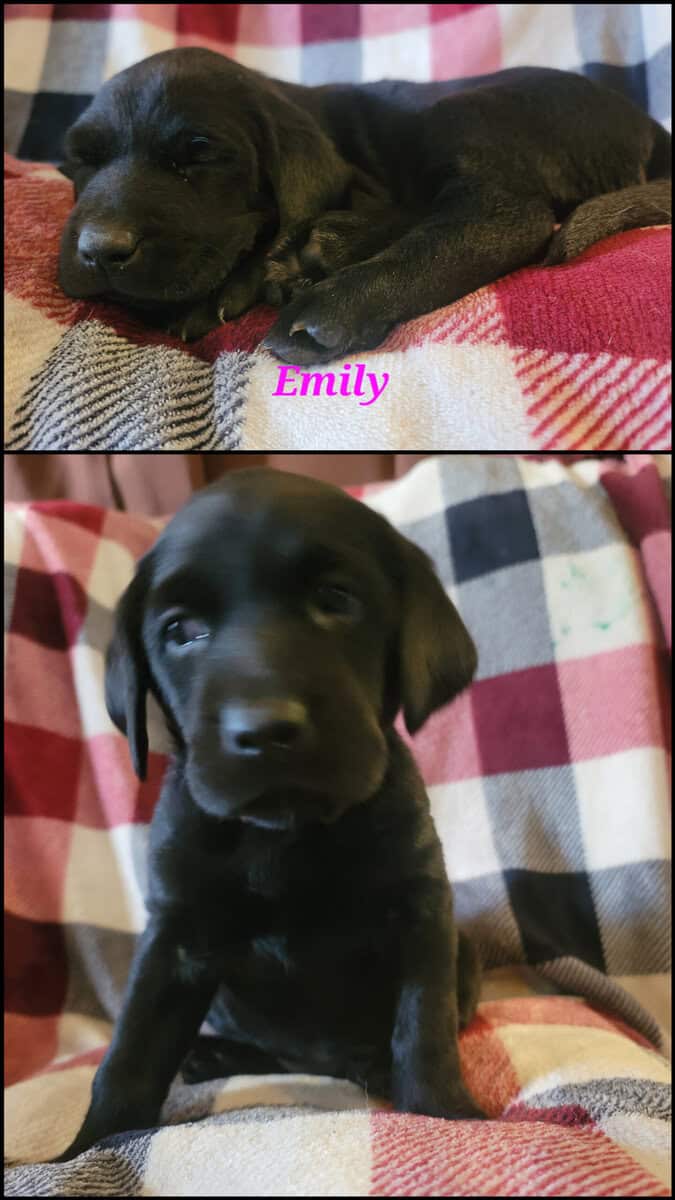 AKC & UKC Lab Puppies image 3