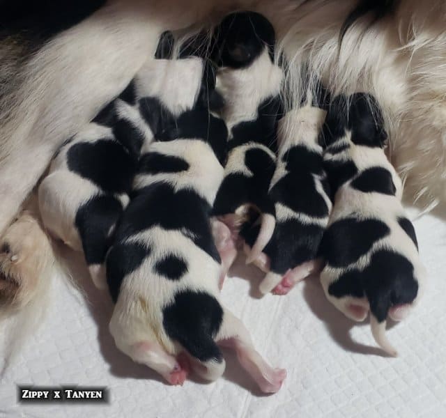 AKC Papillon puppies image 2