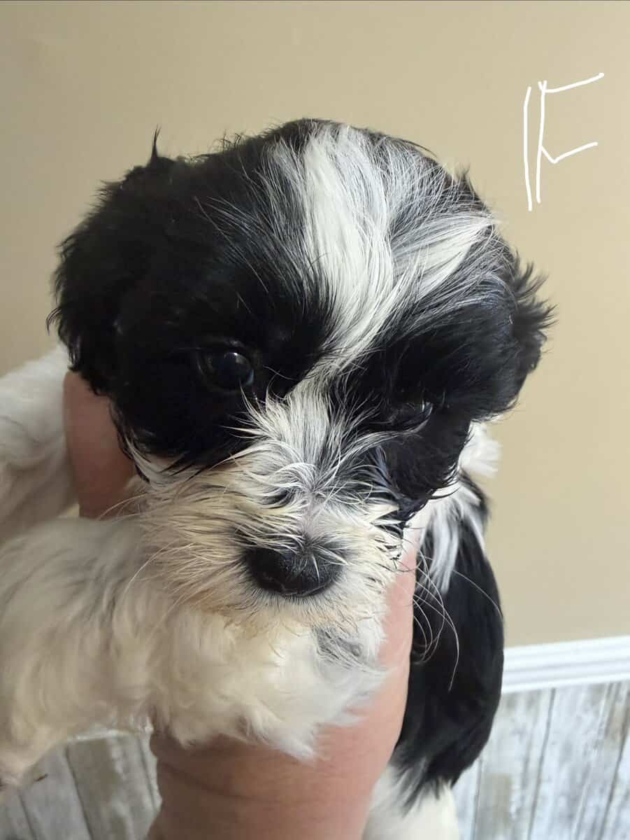 Havashtzu puppies image 1