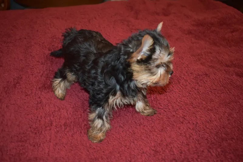 Male Yorkie image 1
