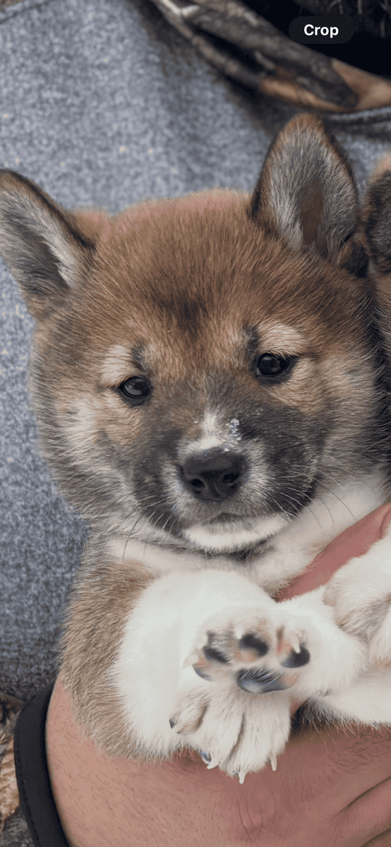 Bella image 1