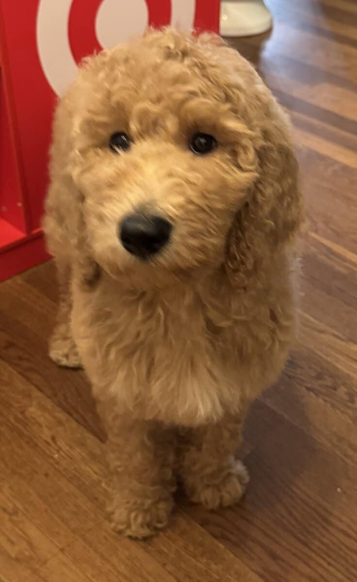 Standard Poodle Female image 2