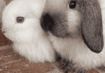 Rabbits
