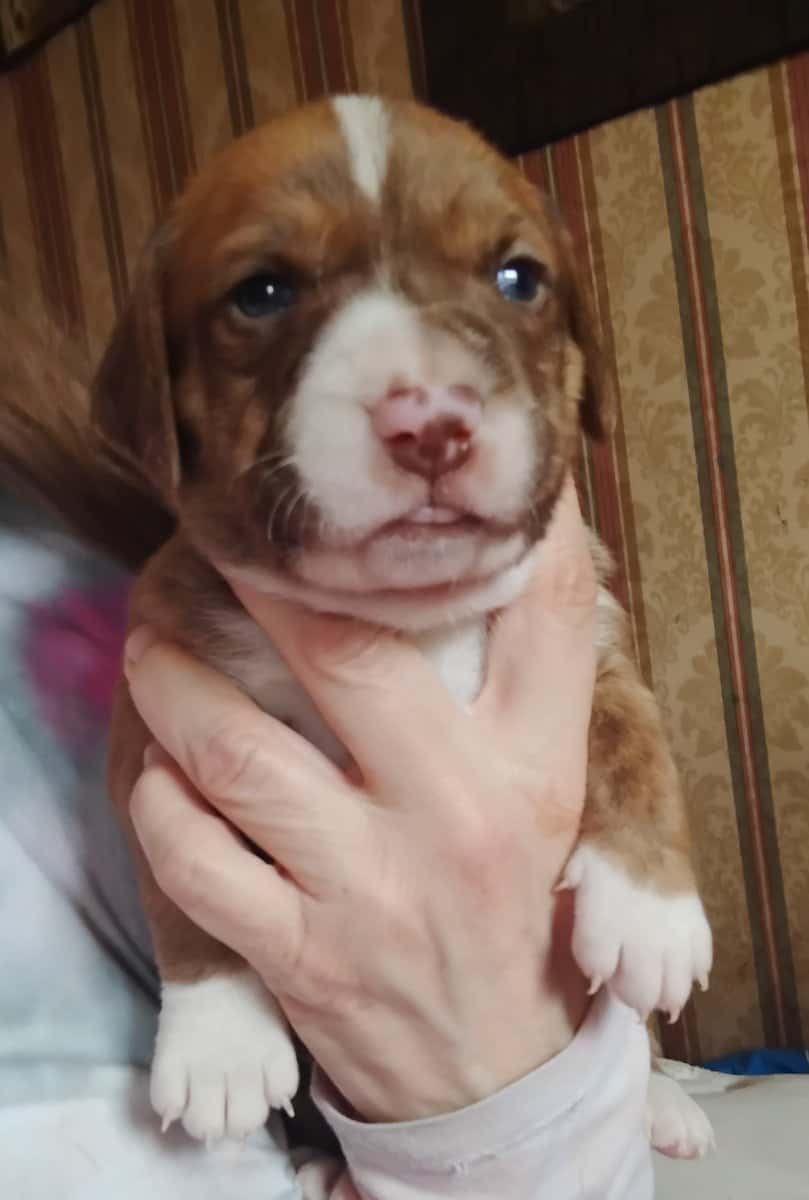 Pitt/Beagle mix puppies 150$ ready March 6 image 2