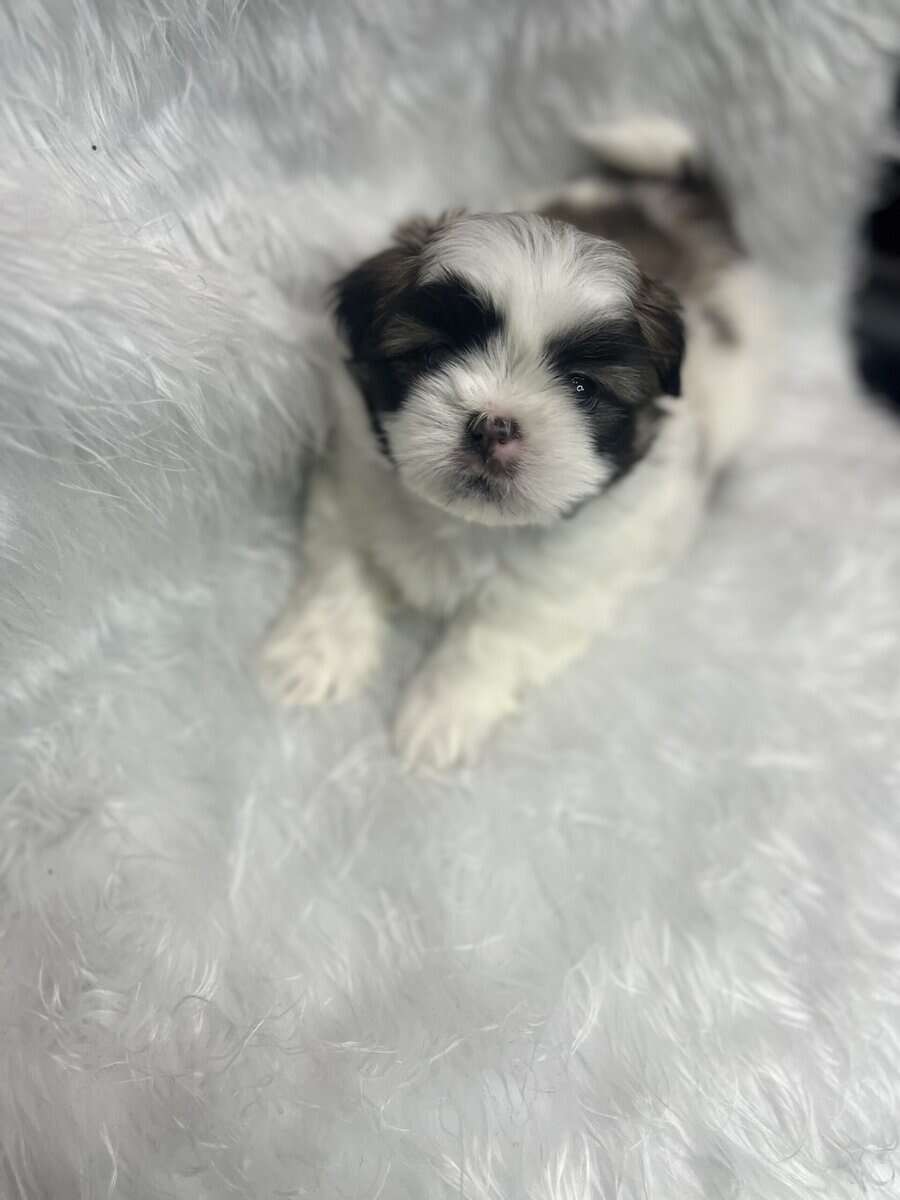 Imperial Shih Tzus image 7