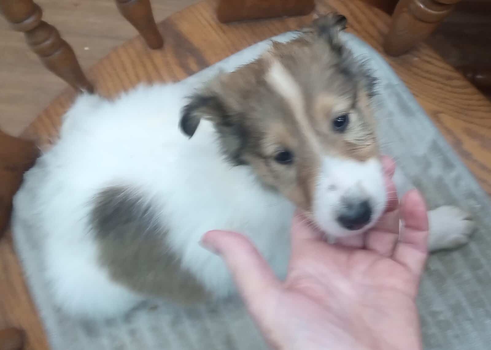 Beautiful Collie (Rough) Puppies image 5