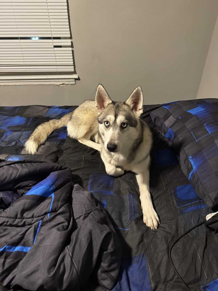 Rehoming Pomsky image 3