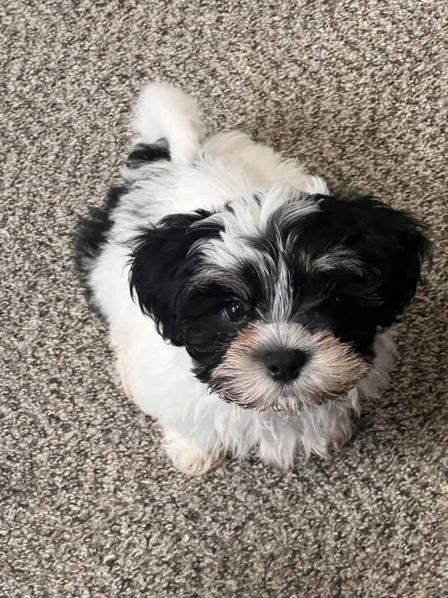 Shorkiepoo puppy image 3
