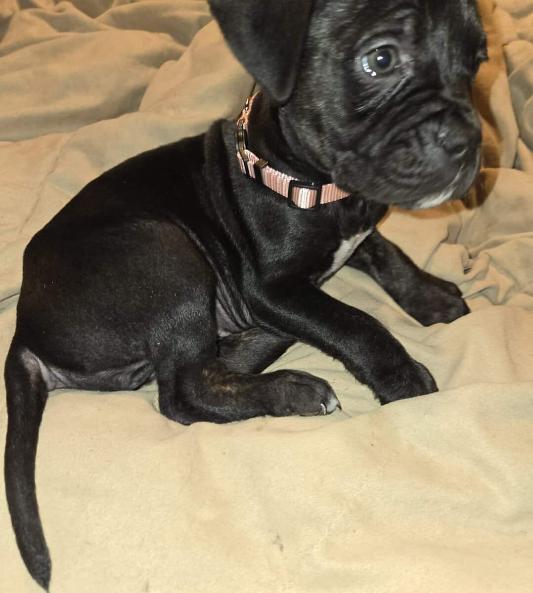 Presa Canario Cane Corso mix 8 weeks old image 10