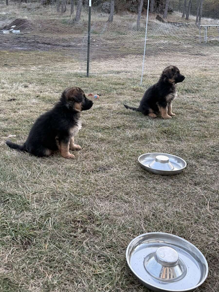 German shepherd puppies image 5
