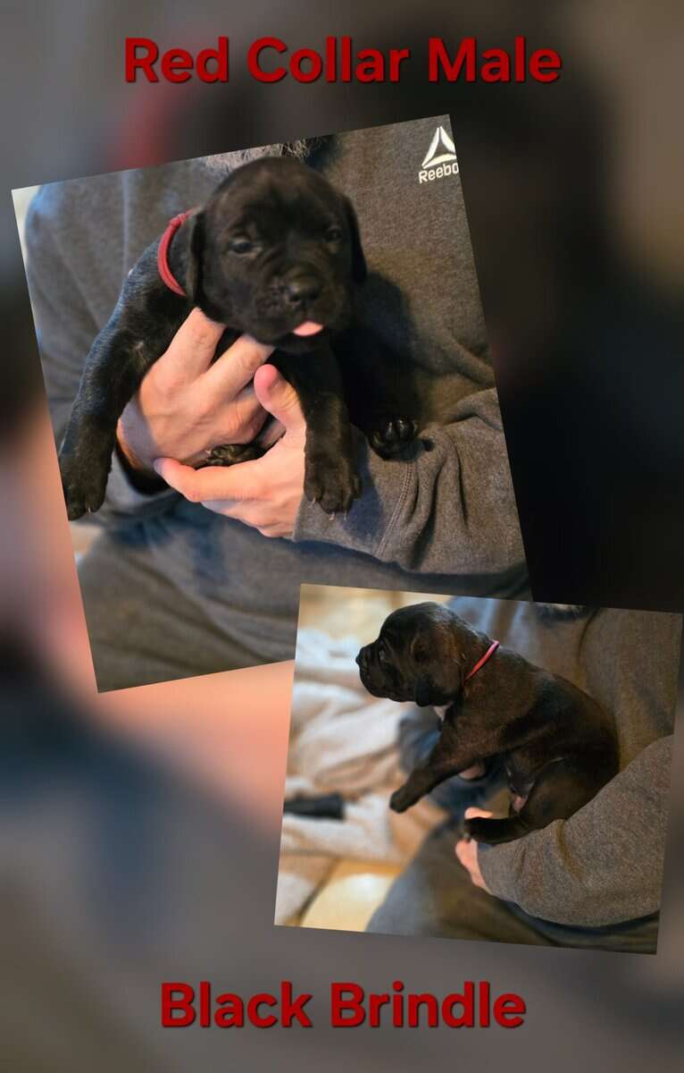 Cane Corso Puppies Available image 2