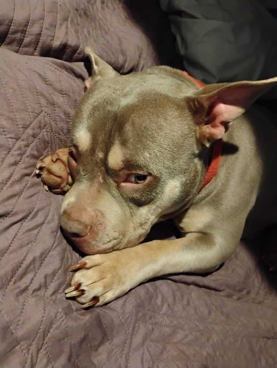 Bully pitbull image 2