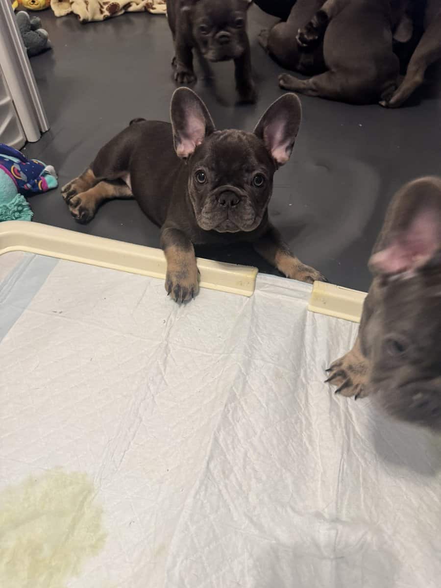 French bulldog AKC puppies image 3