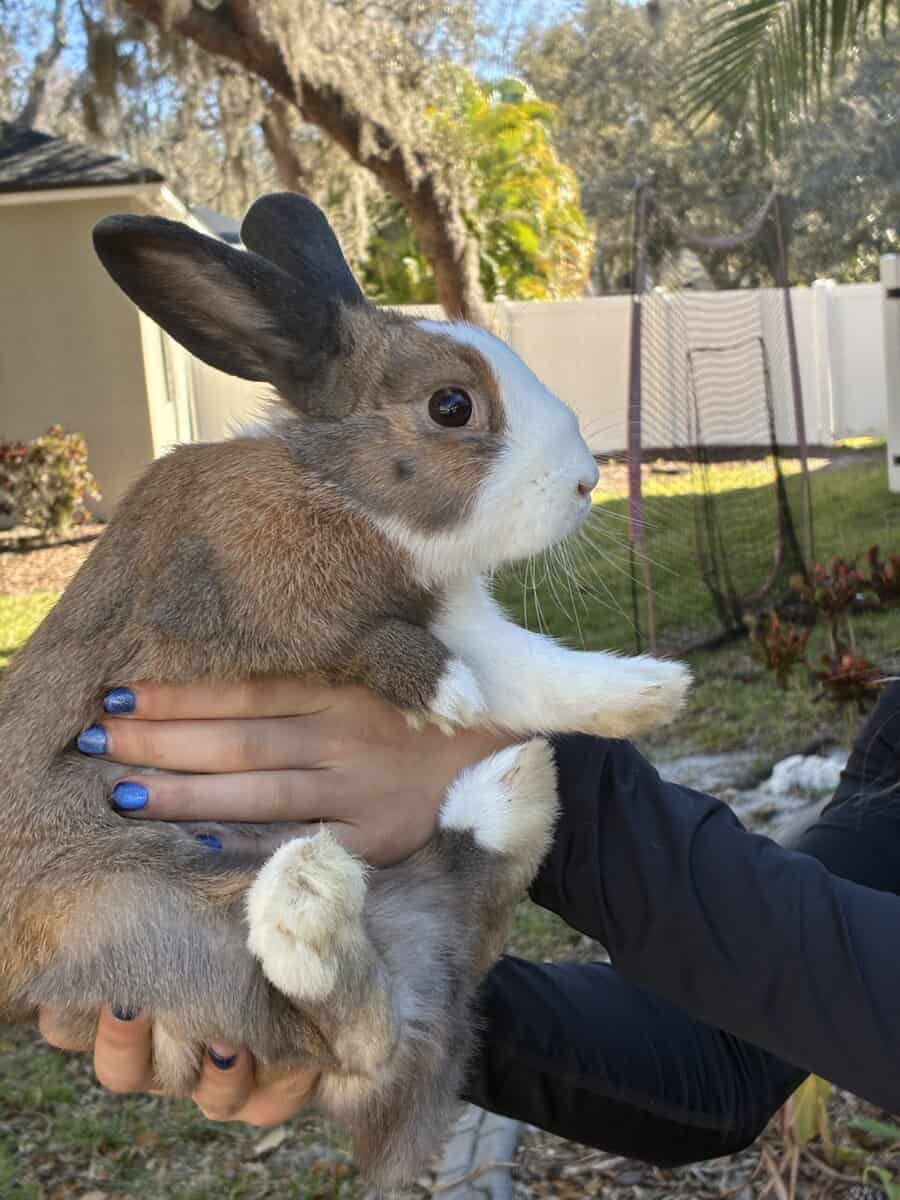 bonded rabbit pair image 8