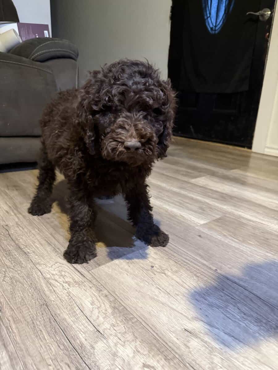 Standard poodle image 3