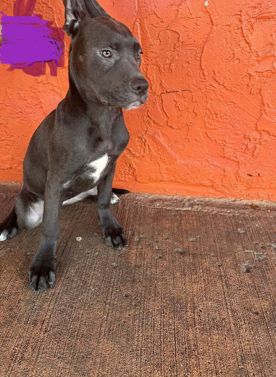 Cane corso puppies image 4